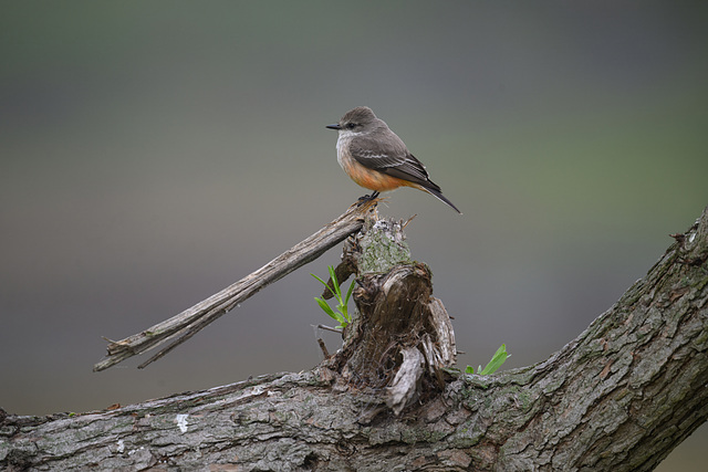 Say's Phoebe