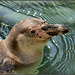 Humboldt-Pinguin