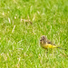 Yellow wagtail
