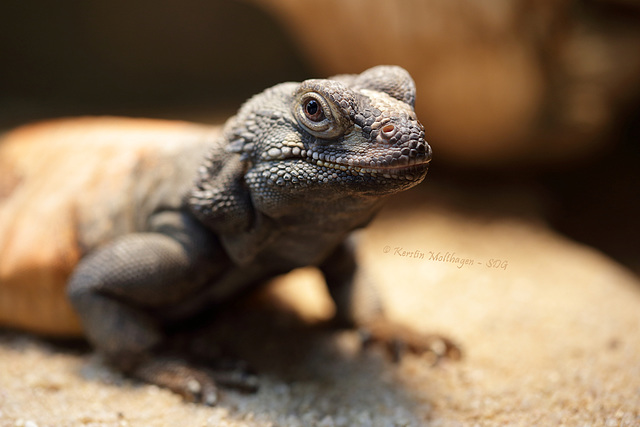 Chuckwalla (Wilhelma)