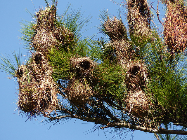 Yellow-rumped Cacique nests, Brasso Seco trip, afternoon