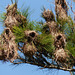 Yellow-rumped Cacique nests, Brasso Seco trip, afternoon