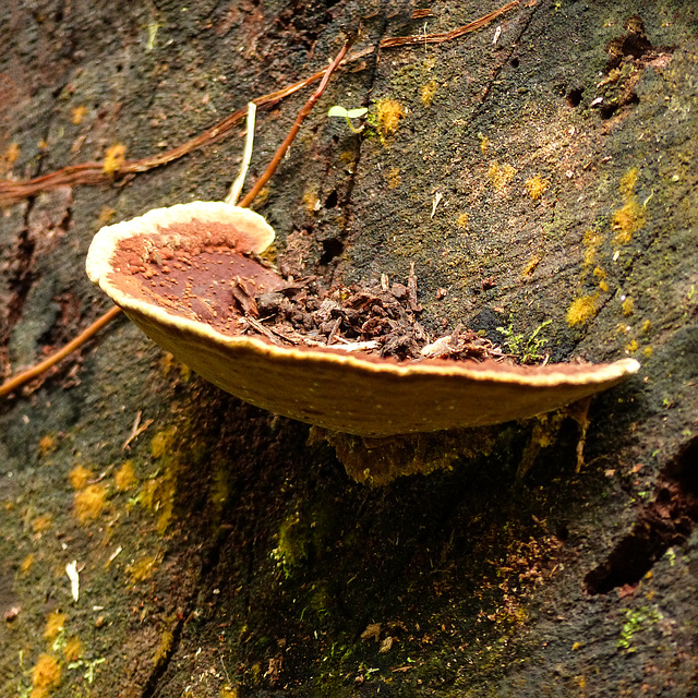 Fungus, Trinidad, Day 6