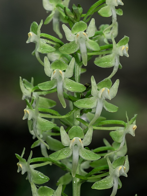 Platanthera orbiculata (Pad-leaf orchid)