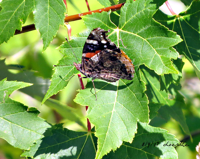 Painted Lady (Vanessa cardui)