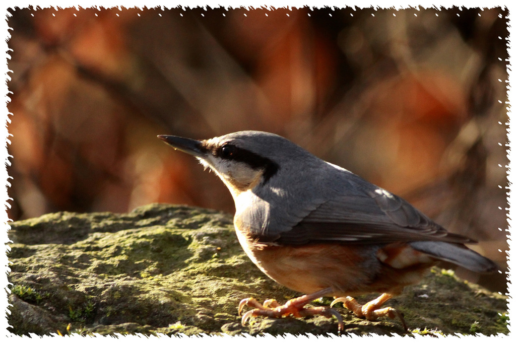 Sitelle Torchepot - Nuthatch