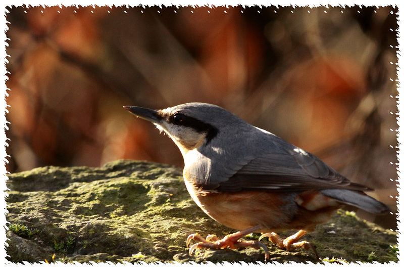 Sitelle Torchepot - Nuthatch