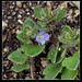 Veronica hederifolia - véronique à feuille de lierre