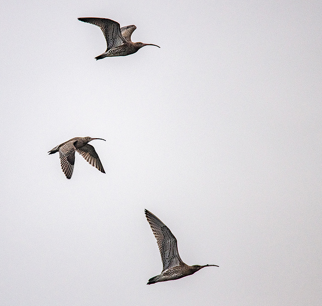 Curlew