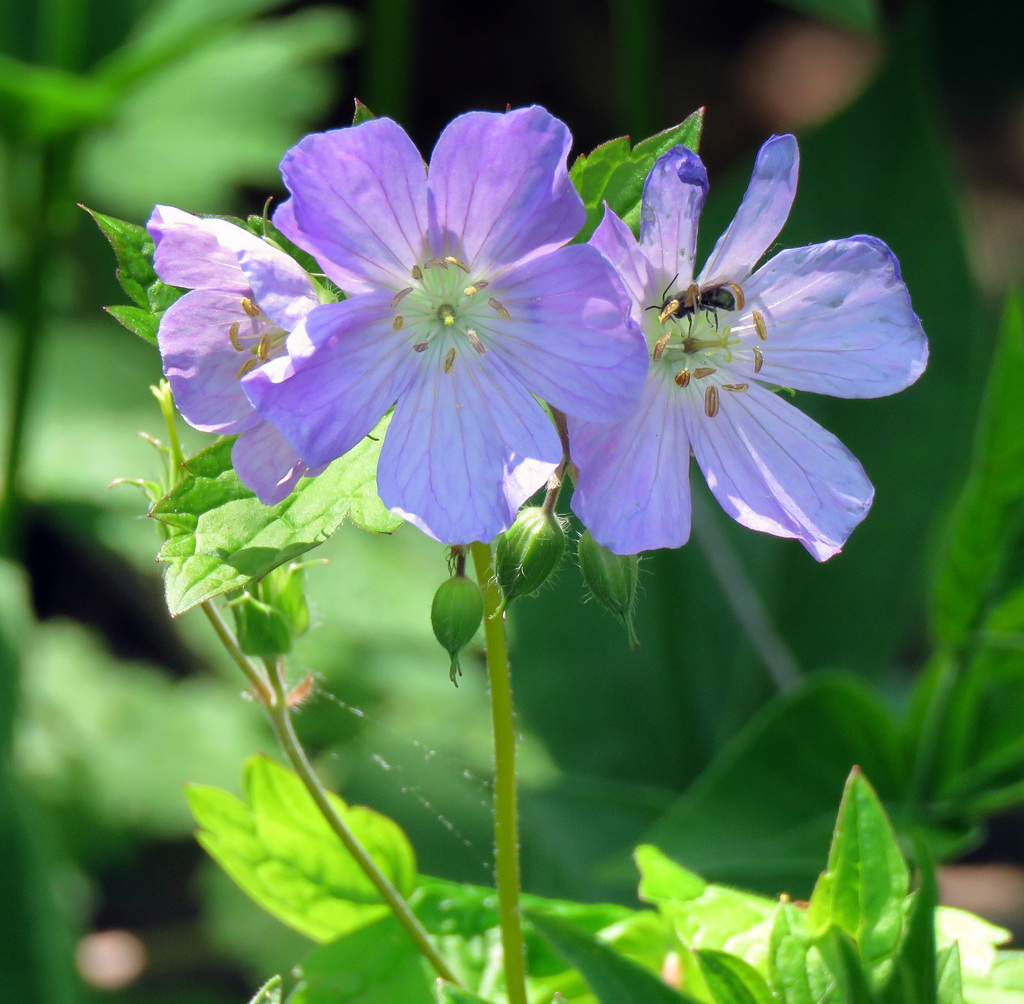 Wild Geranium (Geranium maculatum)