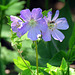 Wild Geranium (Geranium maculatum)