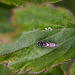 20110519 2777RMw [D~MI] Rundstirnmotte (Glyphipterix thrasonella), Großes Torfmoor, Hille