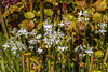 Calopogon tuberosus (Common Grass-pink orchid) forma albiflorus form in the front yard bog garden