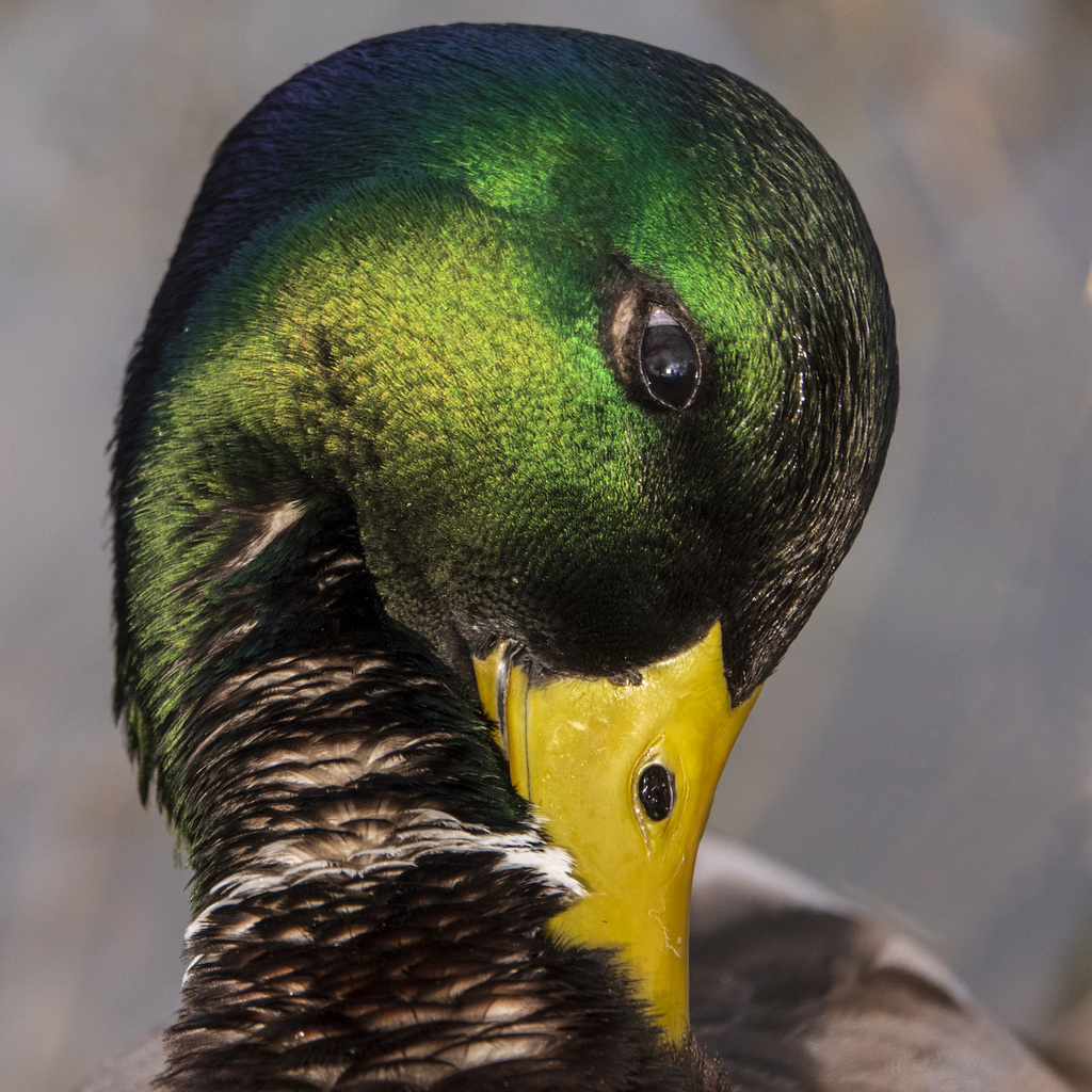 Mallard