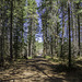 Spruce Bog Boardwalk (© Buelipix)