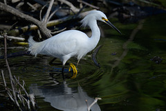 Snowy Egret