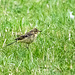 Yellow wagtail