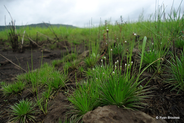 20130824-01615 Eriocaulon sp.