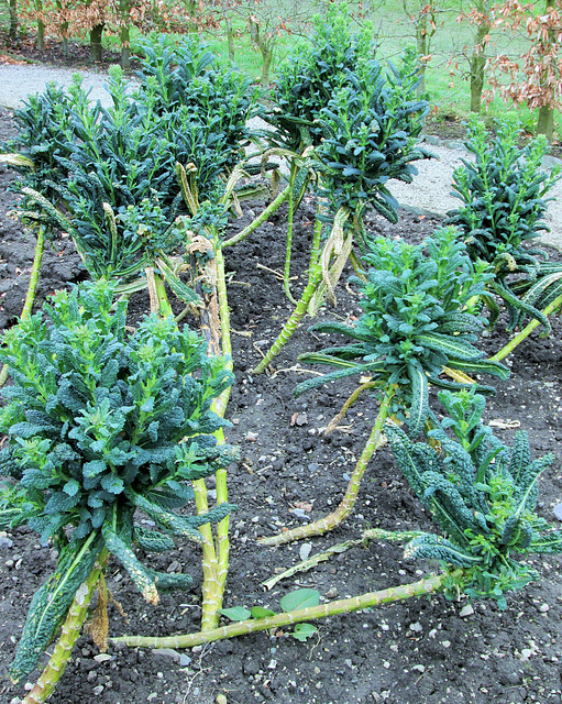 Cavolo nero AKA fashionable cabbage.