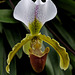 Orchidaceae Cypripedium (Frauenschuh)