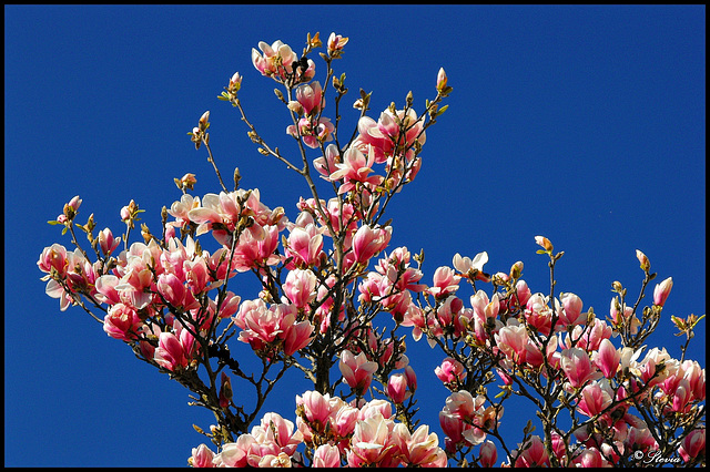 Magnolienblüte