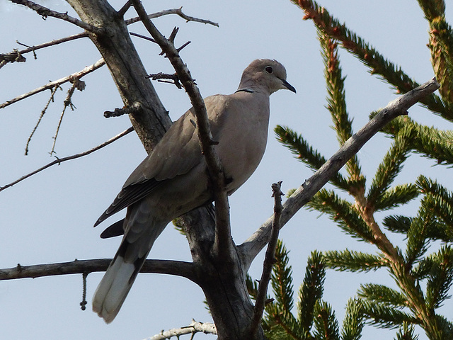 Eurasian Collared Dove, Nanton