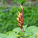Black-throated Mango / Anthracothorax nigricollis, Asa Wright, Trinidad