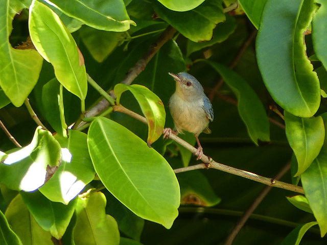 Bicolored Conebill / Conirostrum bicolor, Nariva Swamp afternoon, Trinidad