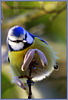 Mesange Bleue - Blue tit