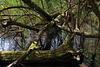 Enchevêtrement naturel