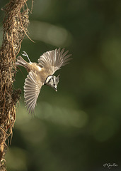 GBAS3323 Mésange huppée