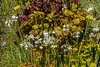 Calopogon tuberosus (Common Grass-pink orchid) forma albiflorus form in the front yard bog garden