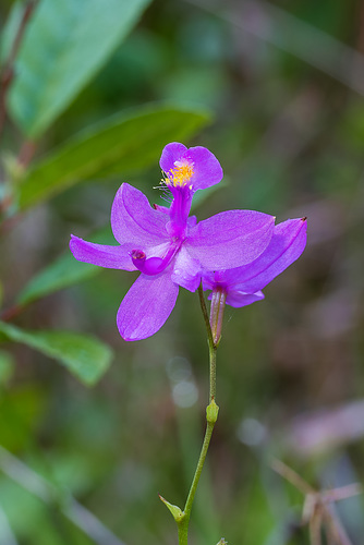 Calopogon tuberosus (Common Grass-pink orchid)