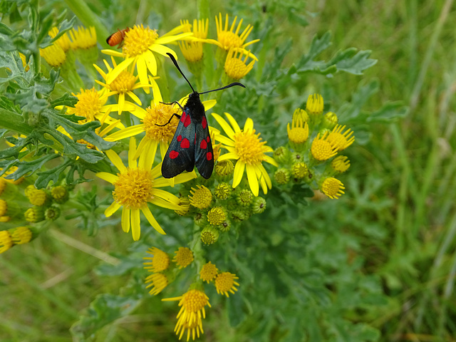 Six spot Burnet moth, Zygaena filipendulae