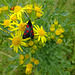 Six spot Burnet moth, Zygaena filipendulae