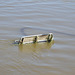 Elbe-Hochwasser 2024, Dresden