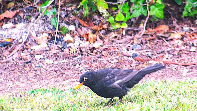 Blackbird  With Autumn Leaves.