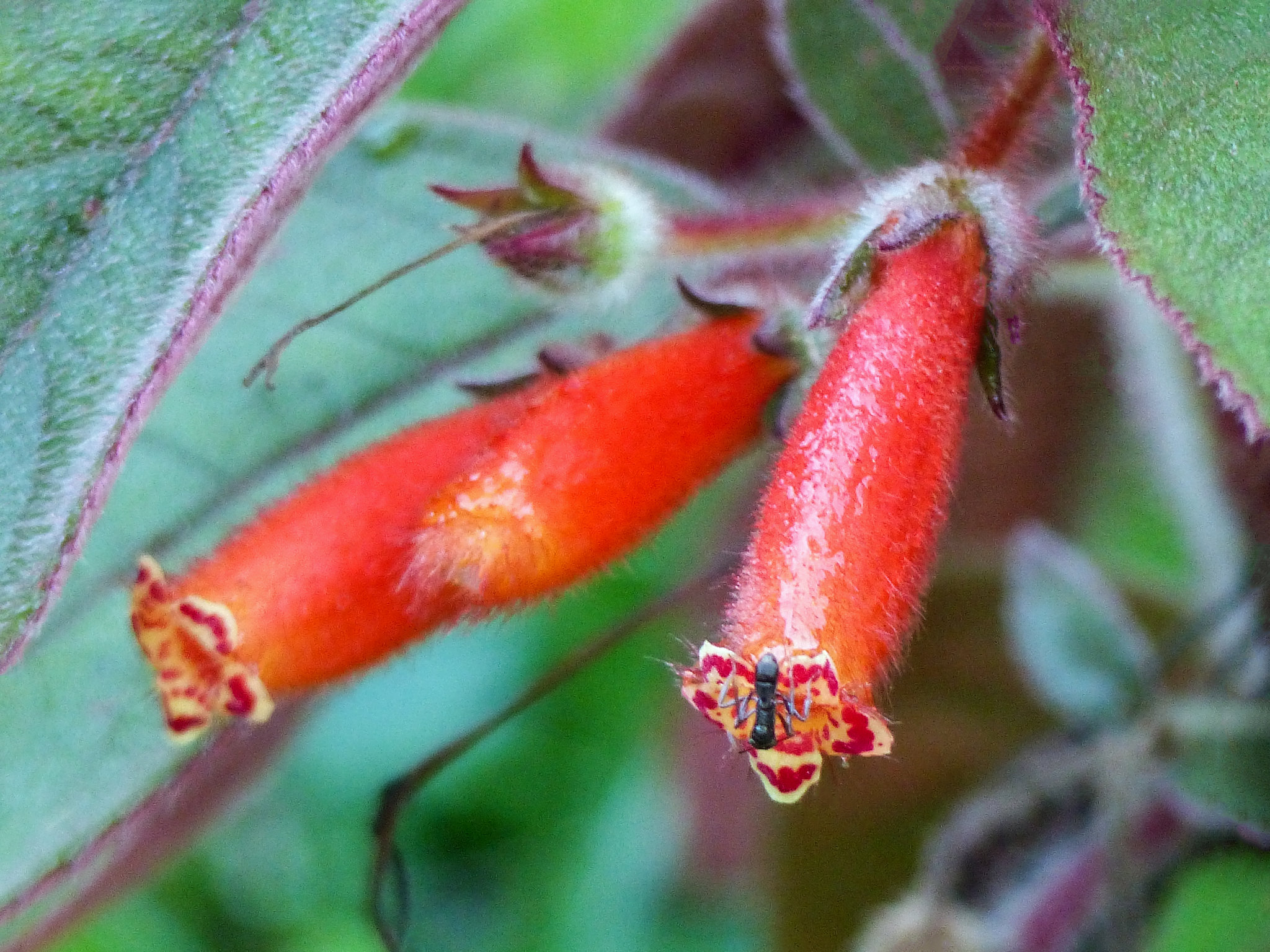 Ant on Kohleria tubiflora, Trinidad