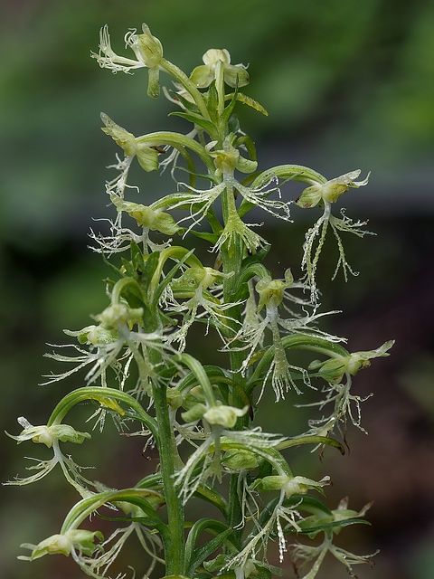 Platanthera lacera (Ragged Fringe orchid)