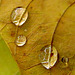Regentropfen auf einem Eschenblatt