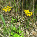 Common Ragwort (Senecio jacobaea)