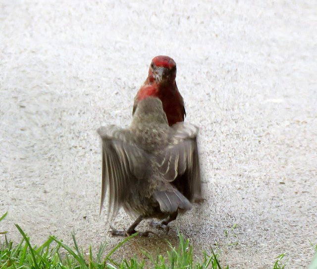 A male House Finch is feeding a Brown-headed Cowbird chick.