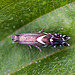 20110519 2778RMw [D~MI] Rundstirnmotte (Glyphipterix thrasonella), Großes Torfmoor, Hille