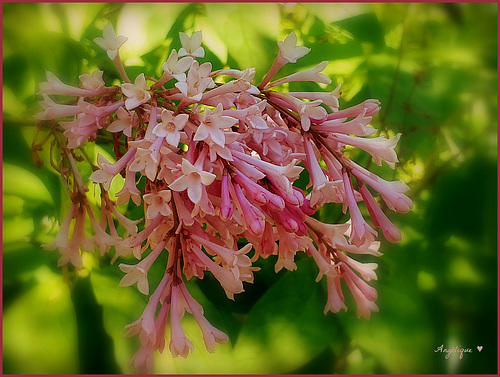 HFF/ et bon we à tous ! lilas microphylla  *