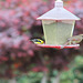 AH!    Spring time.  and my feathered friends are visiting.   (female red bird and yellow finch)