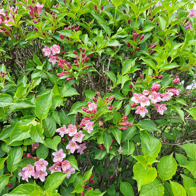 Weigelie (Weigela florida)