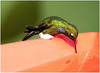 EF7A1584 Hummingbird