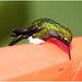 EF7A1584 Hummingbird