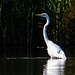 Great white egret