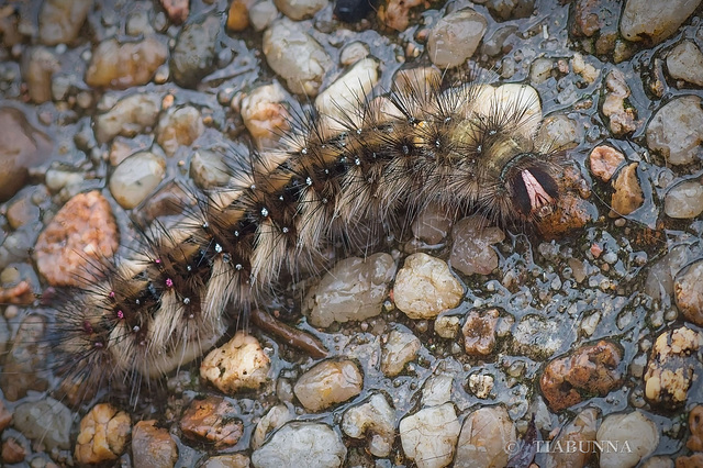 Visiting caterpillar